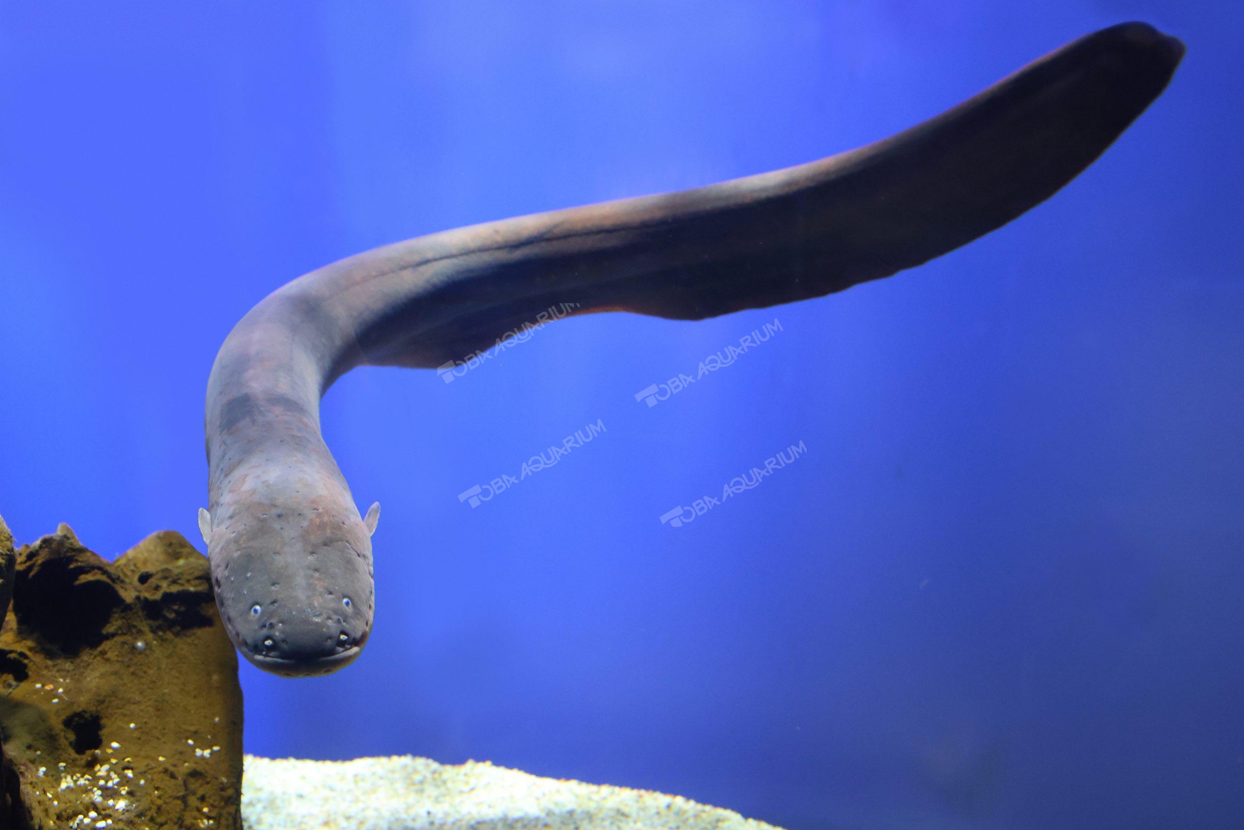 デンキウナギ - 生きもの図鑑 鳥羽水族館